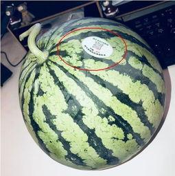 摆摊网红吃瓜,揭秘美食背后的故事