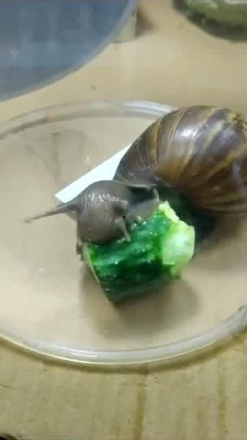 蜗牛吃不吃瓜,揭秘蜗牛的饮食之谜